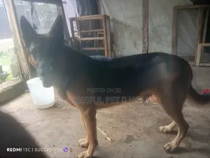 1+ year Male Mixed Breed German Shepherd