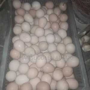 Guinea Fowl