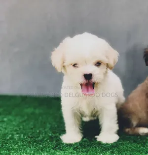 1-3 months Female Purebred Lhasa Apso