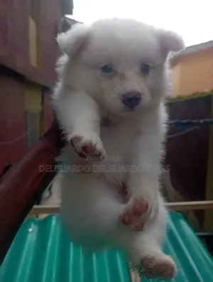 1-3 months Male Purebred American Eskimo