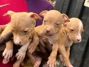 1-3 months Female Purebred American Pit Bull Terrier