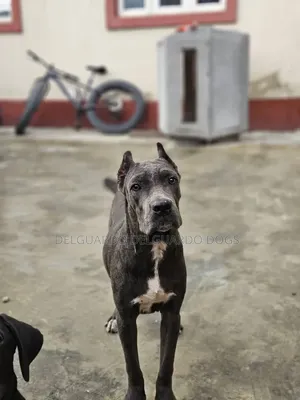 1+ year Female Purebred Cane Corso