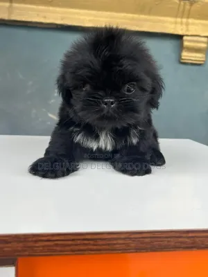 1-3 months Male Purebred Shih Tzu
