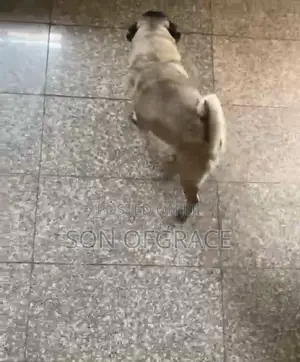 6-12 months Male Purebred Pug