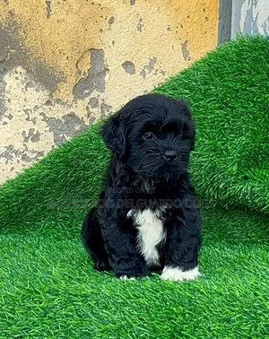 1-3 months Female Purebred Lhasa Apso