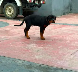 3-6 months Male Purebred Rottweiler