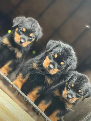 1-3 months Female Purebred Rottweiler