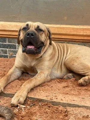 1-3 months Male Purebred Boerboel