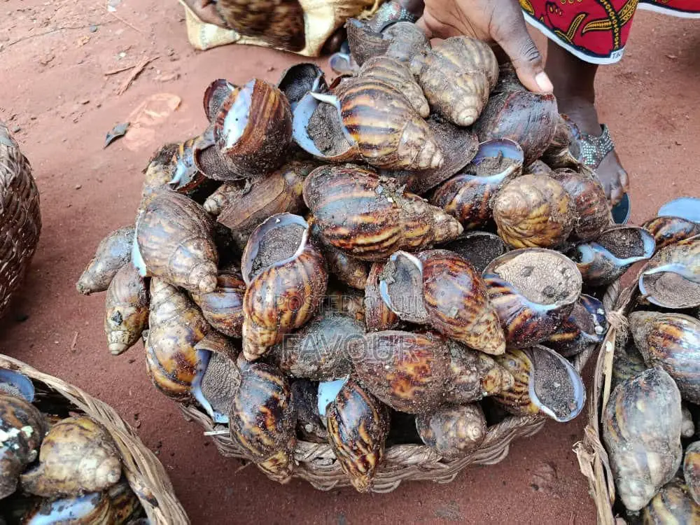 Big Snails Available in Our Mart