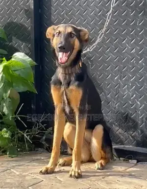 3-6 months Female Purebred German Shepherd