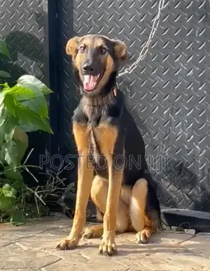 3-6 months Female Purebred German Shepherd