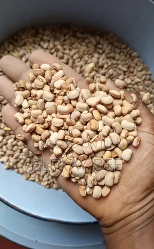 50kg Honey Beans