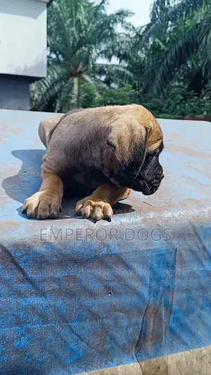 1-3 months Female Purebred Boerboel