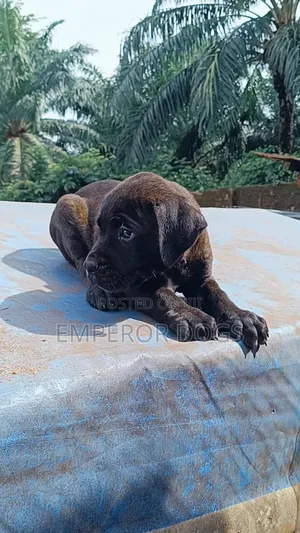 1-3 months Female Purebred Boerboel