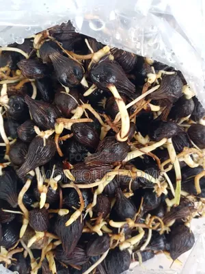 Supergene Sprouted Nuts