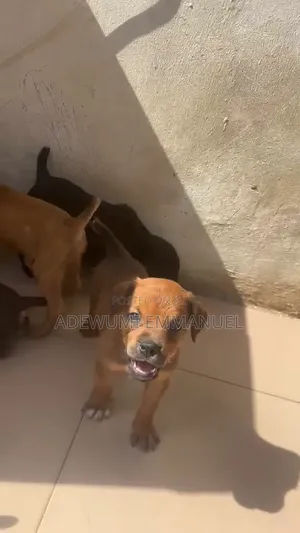 1-3 months Female Purebred Boerboel