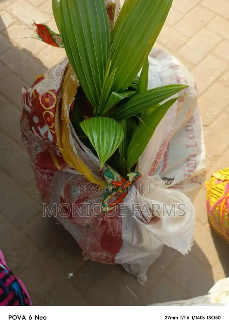 Hybrid Coconut Seedlings