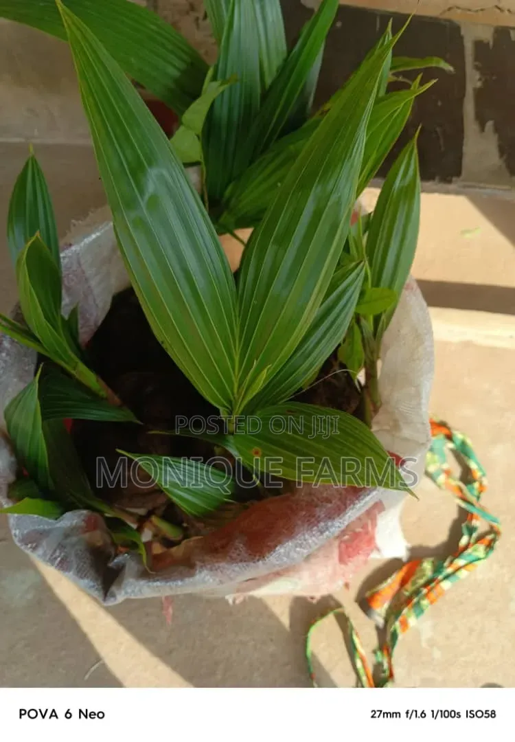 Hybrid Coconut Seedlings