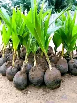 Hybrid Coconut Seedlings
