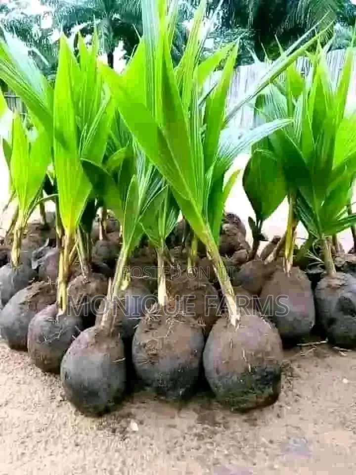 Hybrid Coconut Seedlings