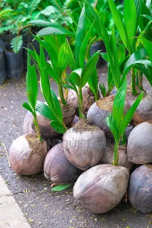 Hybrid Coconut Seedlings