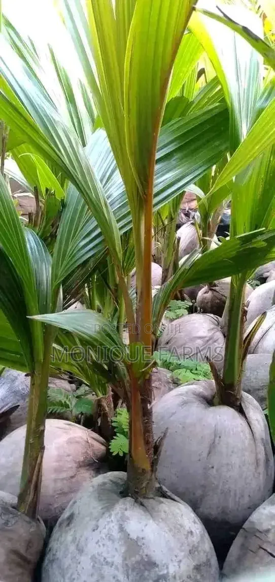 Hybrid Coconut Seedlings