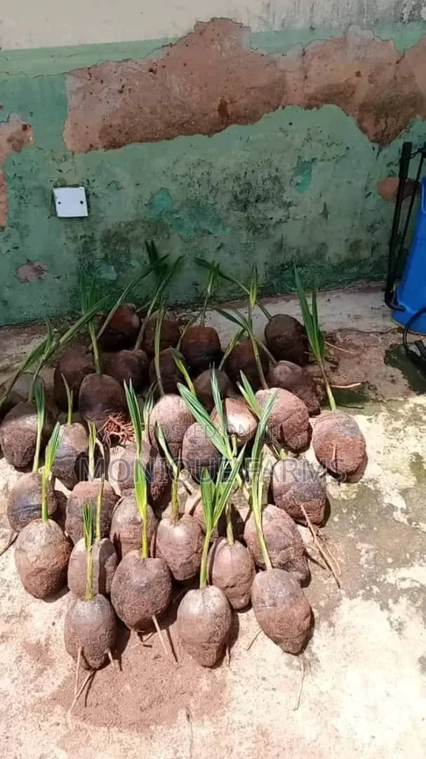 Hybrid Coconut Seedlings