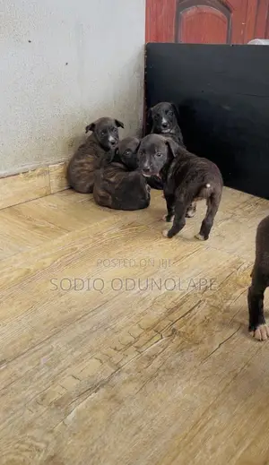 0-1 month Female Mixed Breed American Pit Bull Terrier