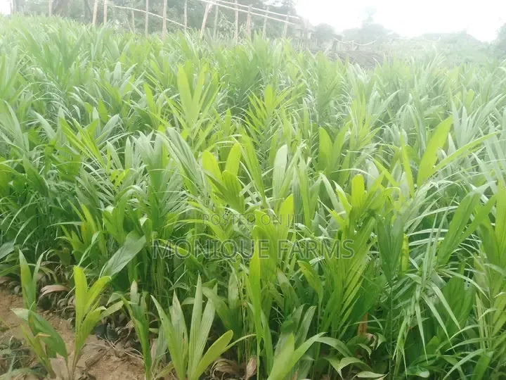Supergene Oil Palm