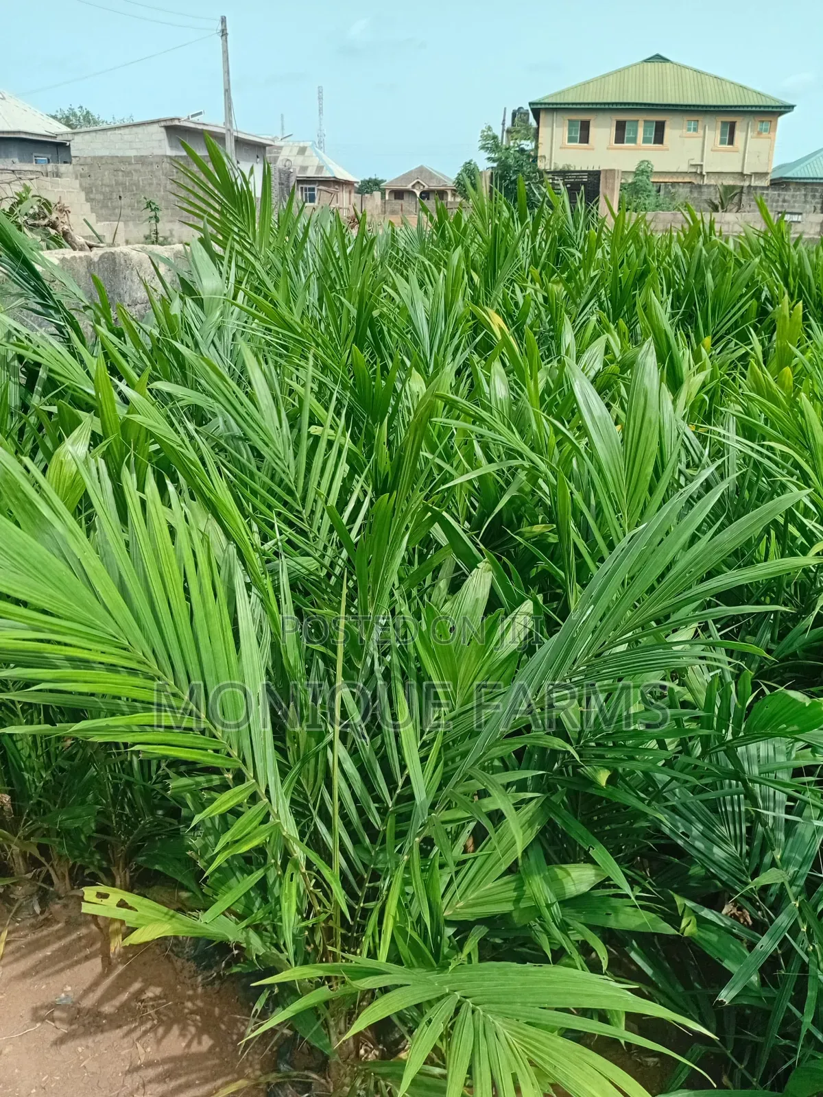Supergene Oil Palm