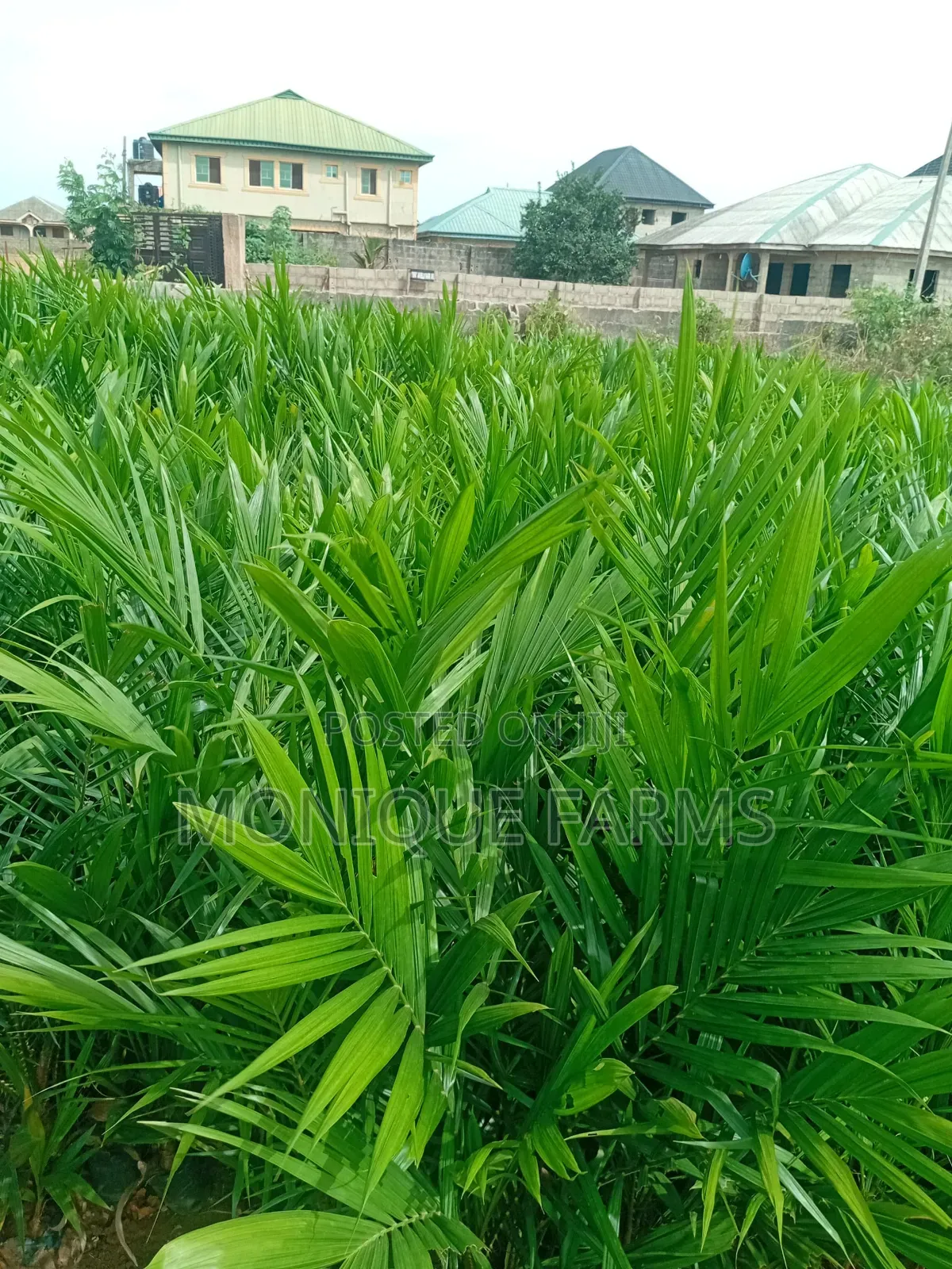 Supergene Oil Palm