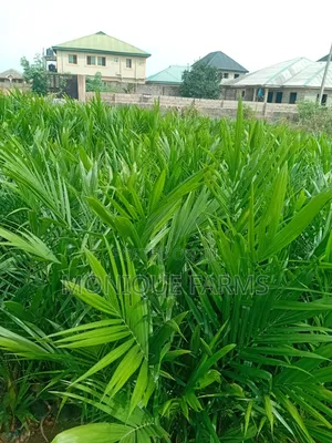 Supergene Oil Palm
