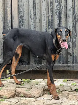 3-6 months Female Purebred Doberman Pinscher