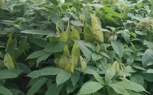 Hybrid Cocoa Seedling