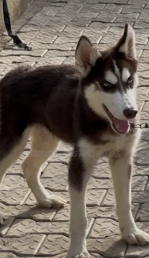 1-3 months Male Purebred Siberian Husky