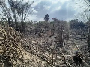 250 Plot of Land in a Serene Location