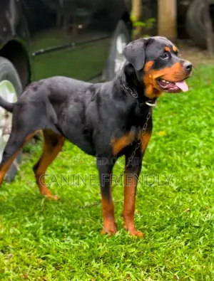 6-12 months Female Purebred Rottweiler