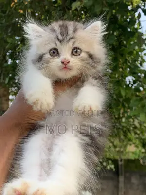 1-3 months Male Purebred Persian