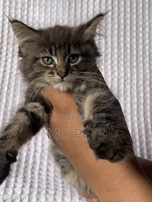 1-3 months Male Purebred Maine Coon