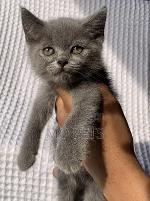 1-3 months Male Purebred British Shorthair