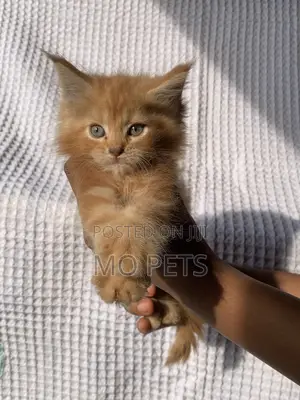 1-3 months Male Purebred Maine Coon