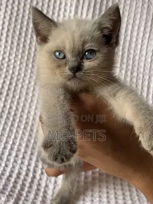 1-3 months Female Purebred Maine Coon