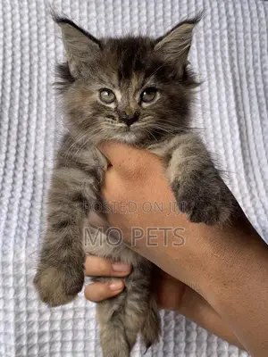 1-3 months Female Purebred Maine Coon
