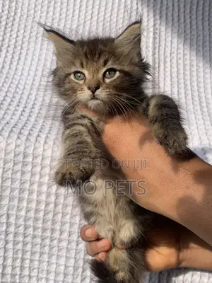 1-3 months Male Purebred Maine Coon