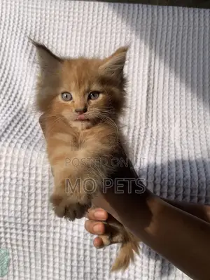 1-3 months Male Purebred Maine Coon