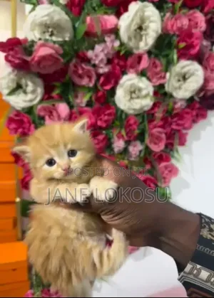 1-3 months Female Purebred Persian
