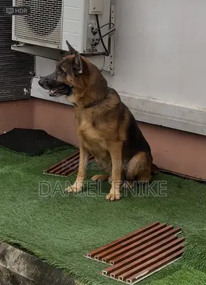 1+ year Male Purebred German Shepherd