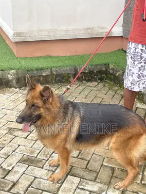 1+ year Female Purebred German Shepherd