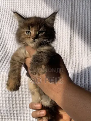1-3 months Female Purebred Maine Coon