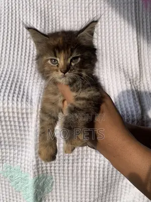 1-3 months Female Purebred Maine Coon